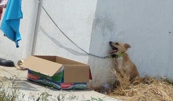 Inician investigación contra el dueño del perrito fallecido en Umán