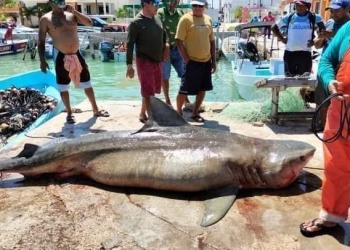 Pescadores capturan un tiburón de 400 kilogramos en Río Lagartos