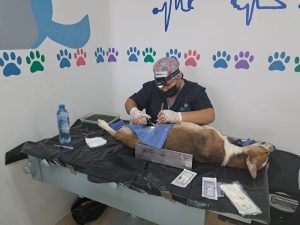 Se realizó octava campaña de esterilización de perros y gatos