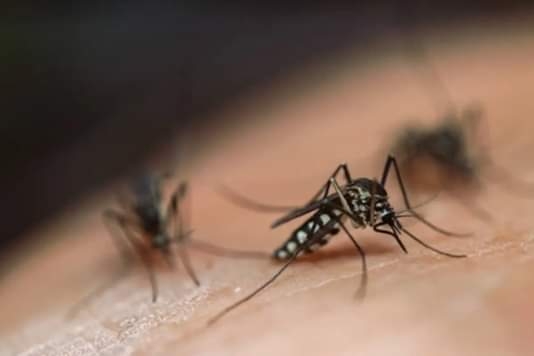 Secretaría de Salud de Yucatán es rebasado por el dengue
