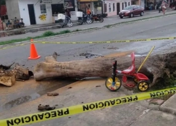Niño de 4 años pierde la vida tras caerle un árbol encima