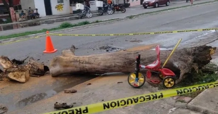 Niño de 4 años pierde la vida tras caerle un árbol encima