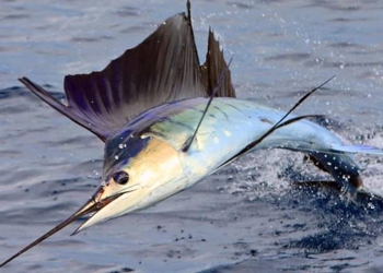 Motos acuaticas matan a pez vela en Progreso