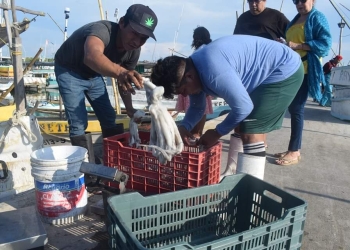 El precio del pulpo y otros motivos afectan la actividad de los pescadores