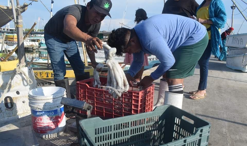 El precio del pulpo y otros motivos afectan la actividad de los pescadores