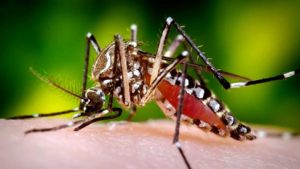 El puerto de Celestún, en el Estado de Yucatán, está experimentando un aumento preocupante en los casos de dengue en el año 2023