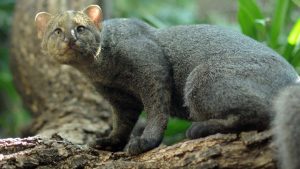 El yaguarundí (puma yagouaroundi) es la especie de felino menos estudiada.