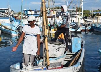 Mejora la pesca de pulpo: fiebre de los ribereños por el producto.