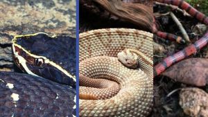En Yucatán habitan al menos 6 especies de serpiente venenosa.