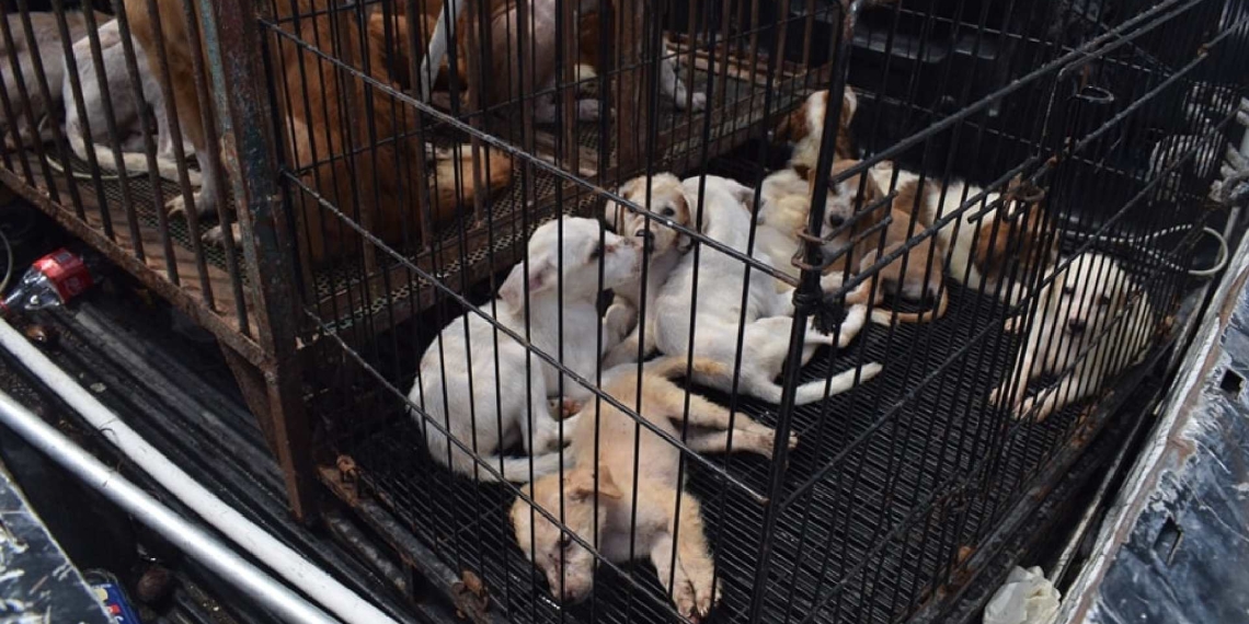 Perritos custodiados por autoridades de Progreso; permanecerán resguardados hasta que la dueña los reclame.