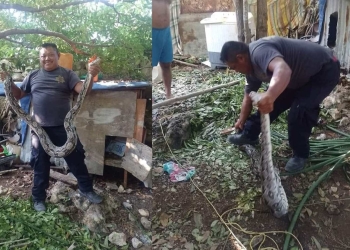 Hallan una Oxcán enorme en un gallinero en Dzilam de Bravo