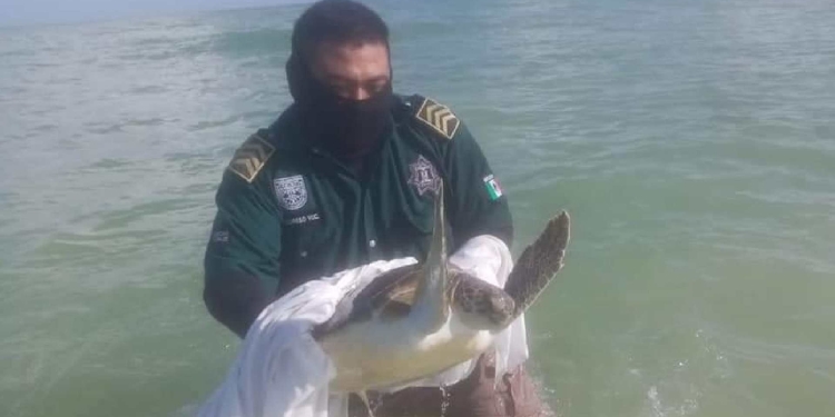 Agentes verdes: rescatan tortuga en situación vulnerable dentro del mar